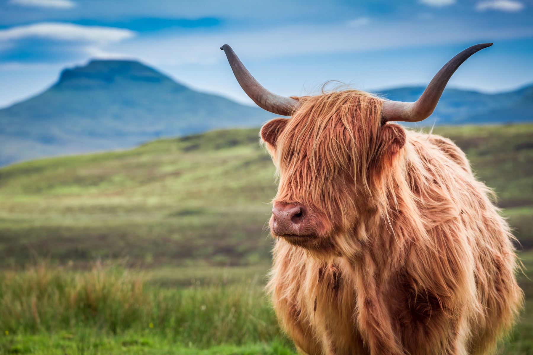 A Scottish Highland Cow